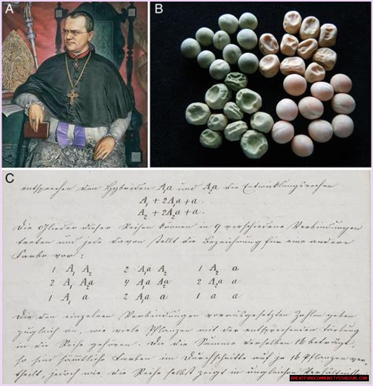 Unveiling Ari Fletcher's Rise To Stardom: Discoveries And Insights